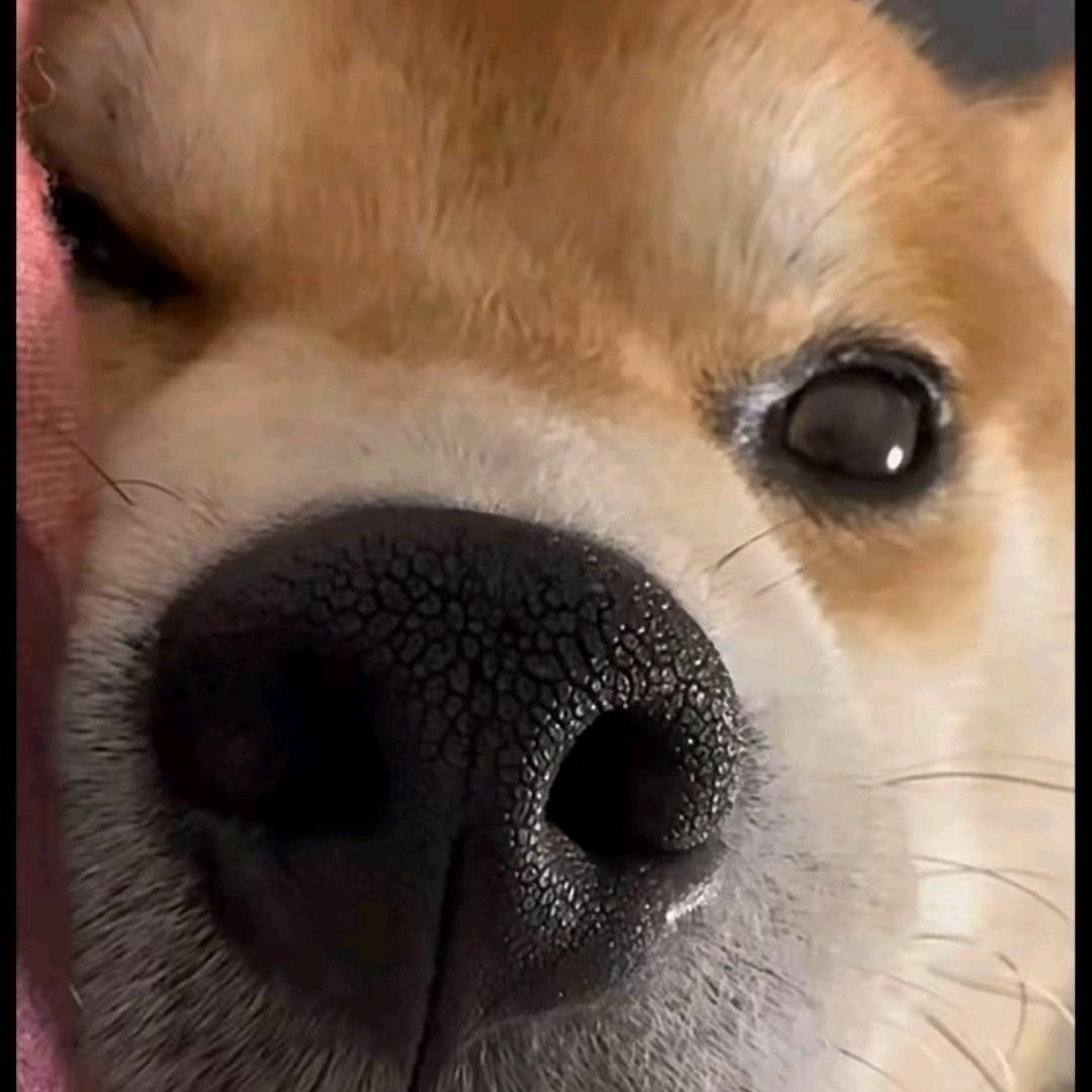 小陈皮夹克