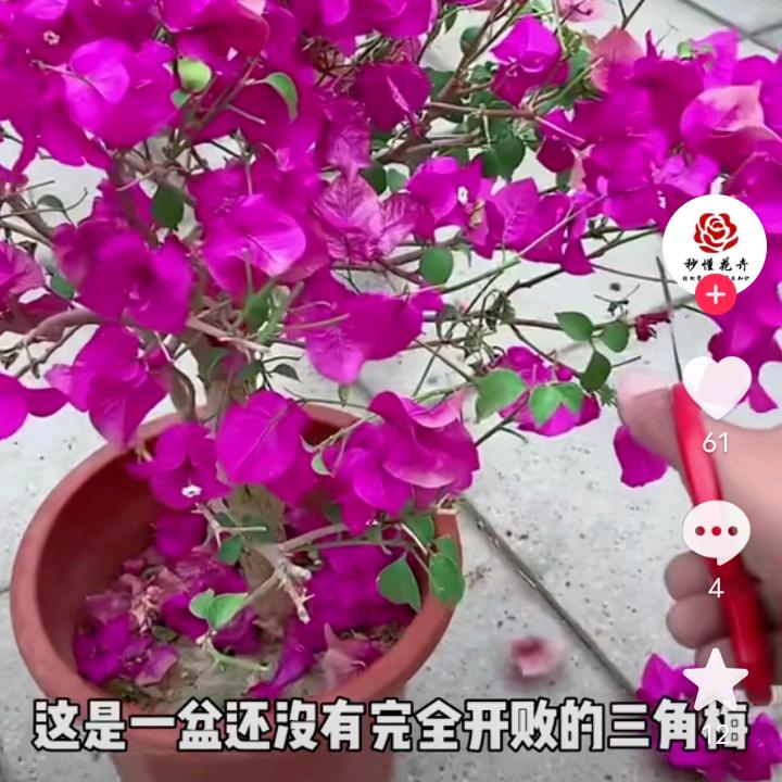 您好明天