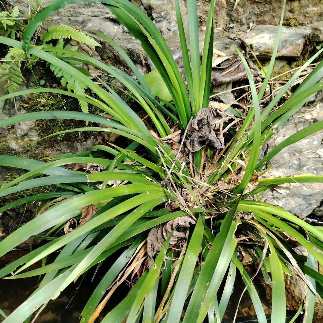 陈家菇娘，爱山歌