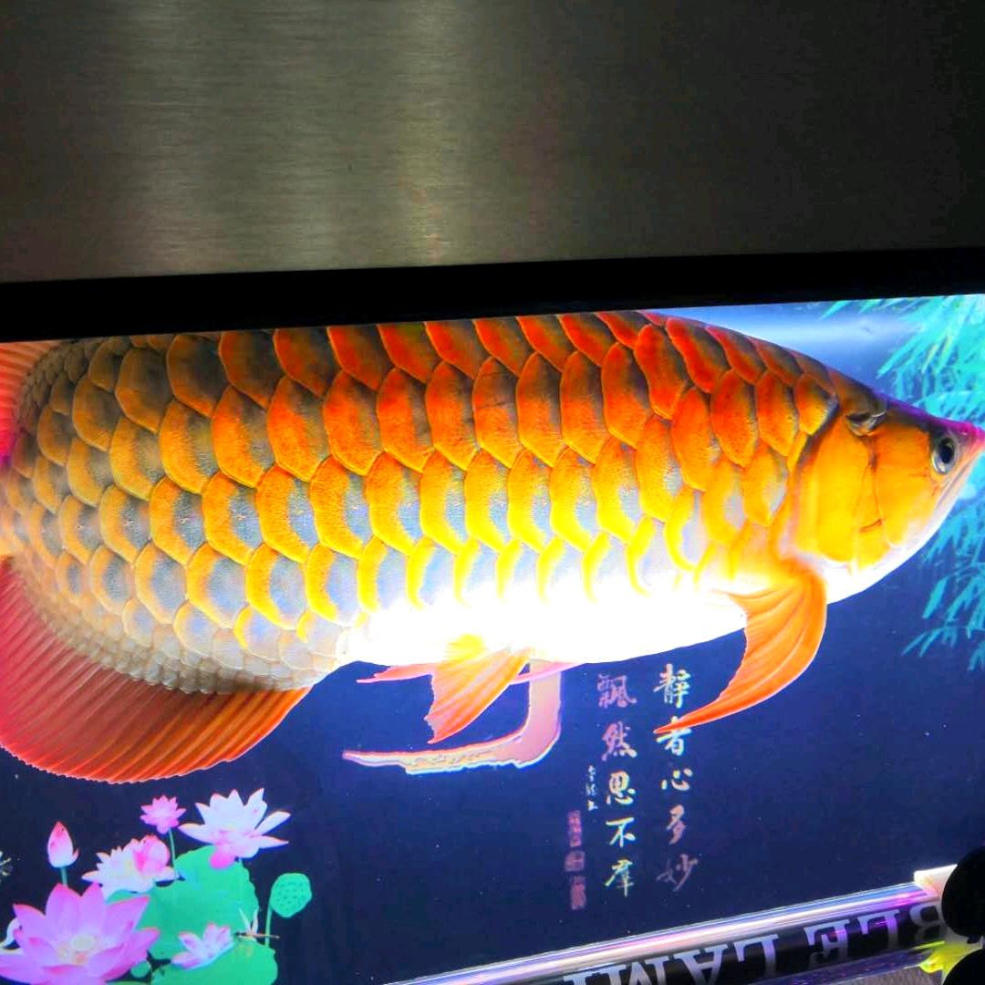 种瓜看花