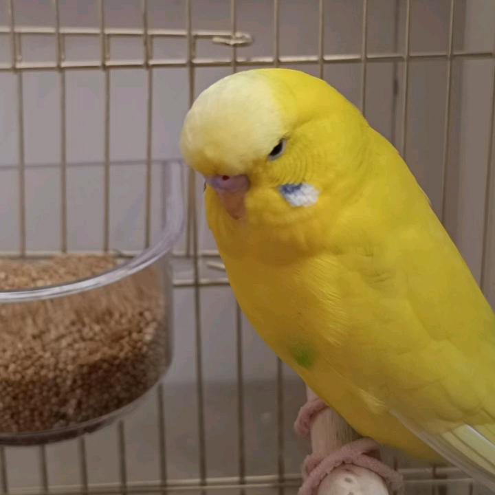 傻💞丫💞头