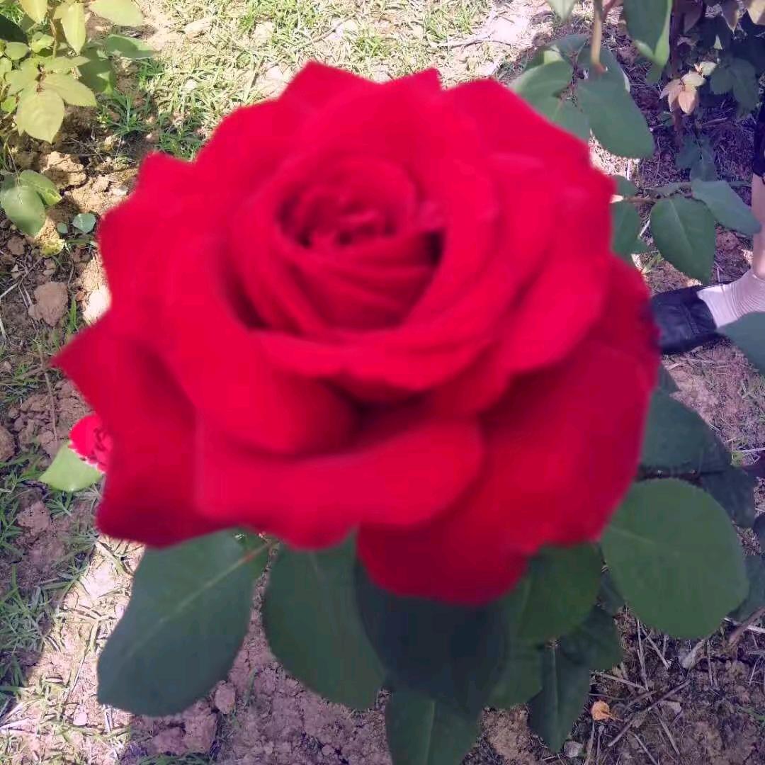 （深圳市闽皖国际物流）