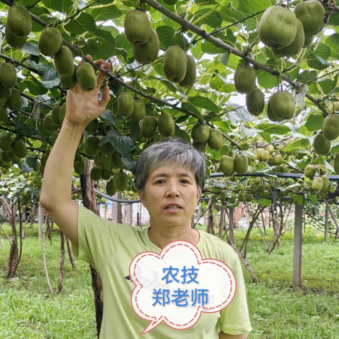 郑老师聊猕猴桃