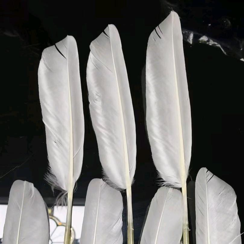 高价收购鹅刀翎