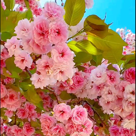 自省先自语[爱心][爱心][爱心][爱