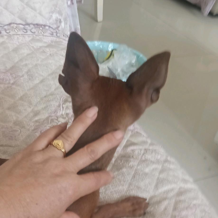 玉如意