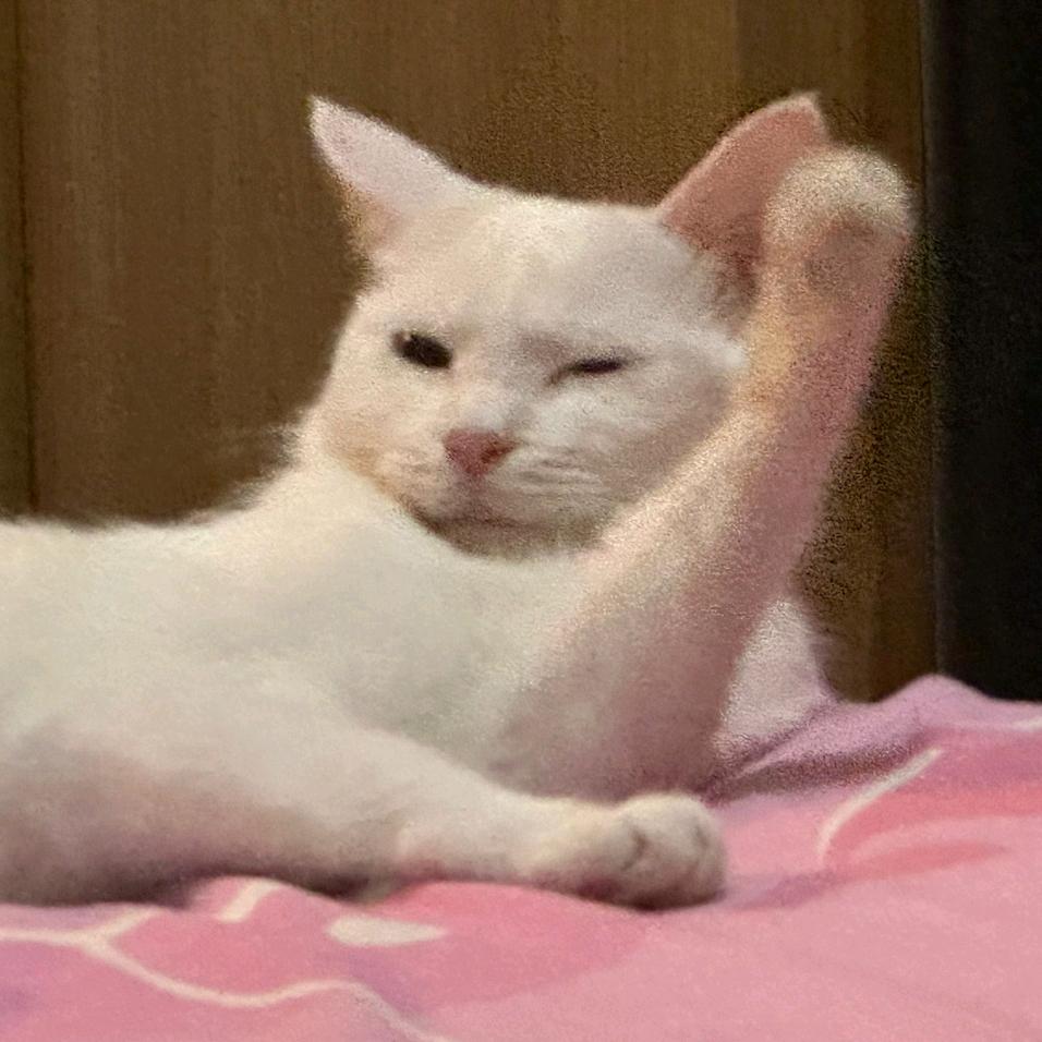火腿