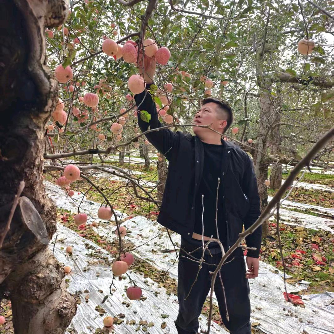 🍎洛川代办阿山