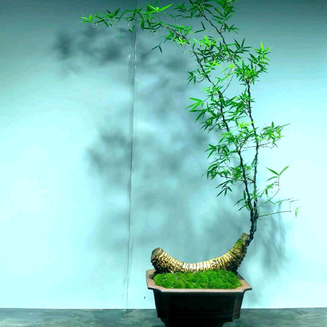 山里人小叶簕竹园艺