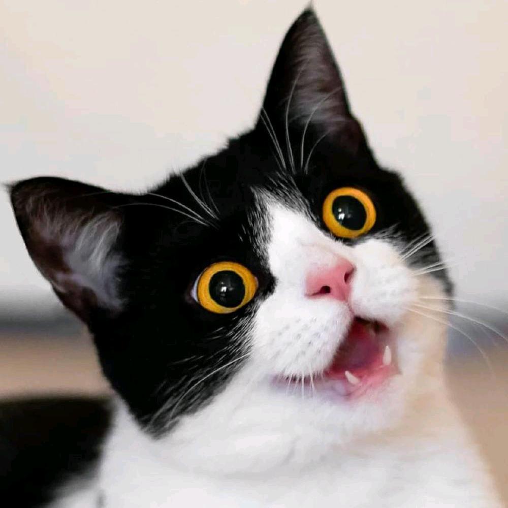 小猫咪咪