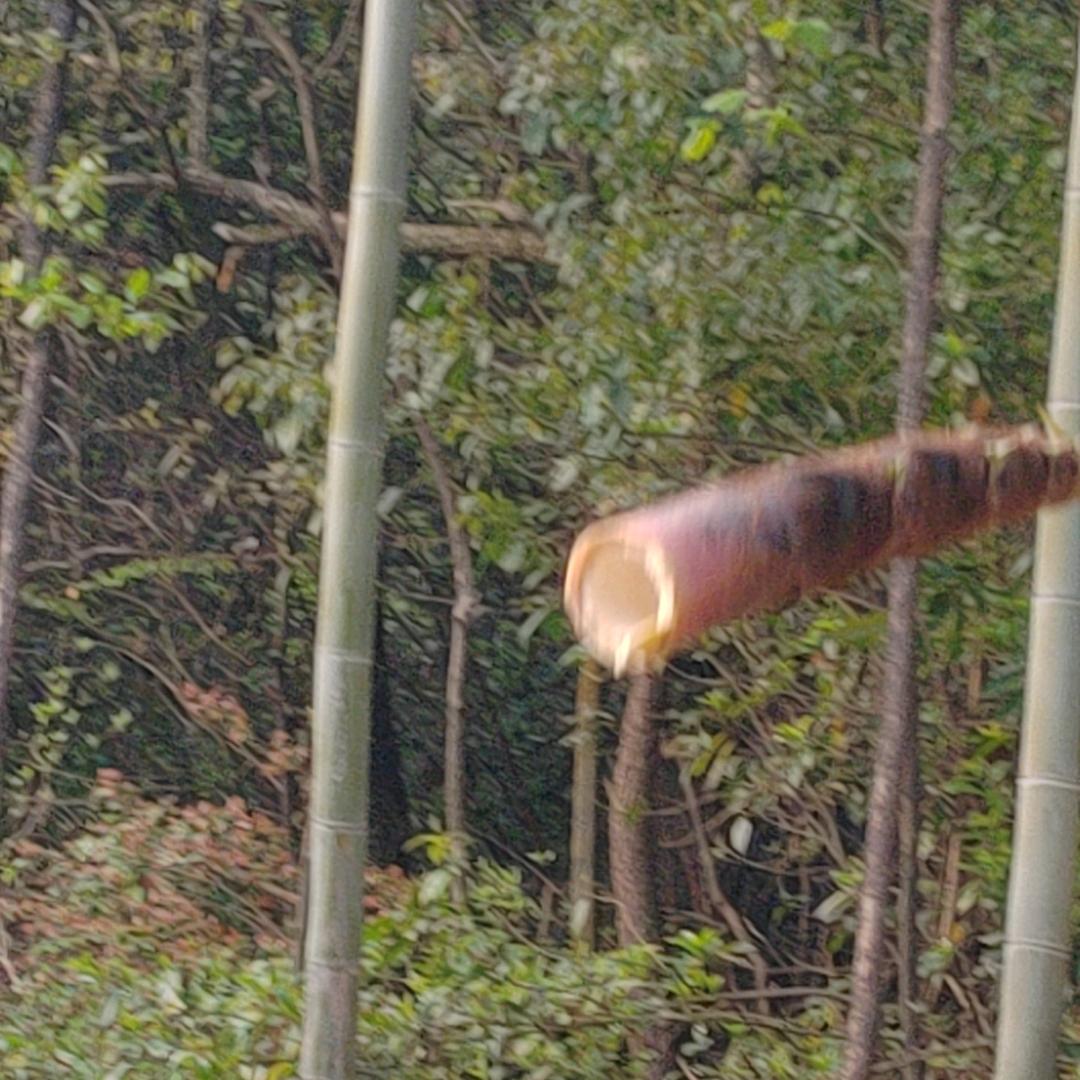 开心果66