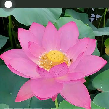 平安是福。花开富贵