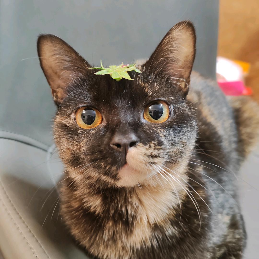 不爱吃饭。。。。