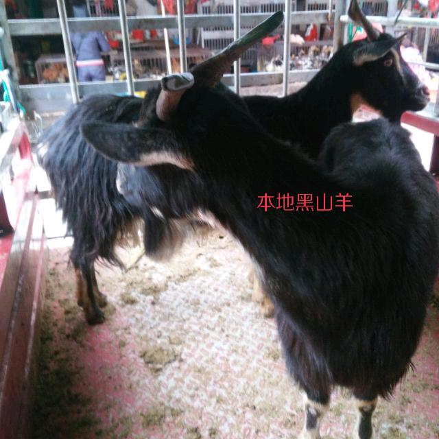 山谷里的居民%