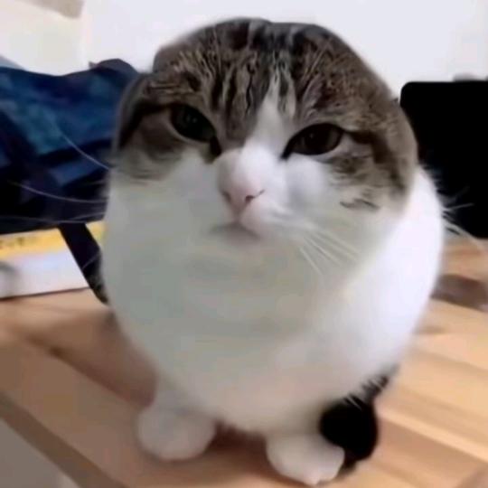 LLY