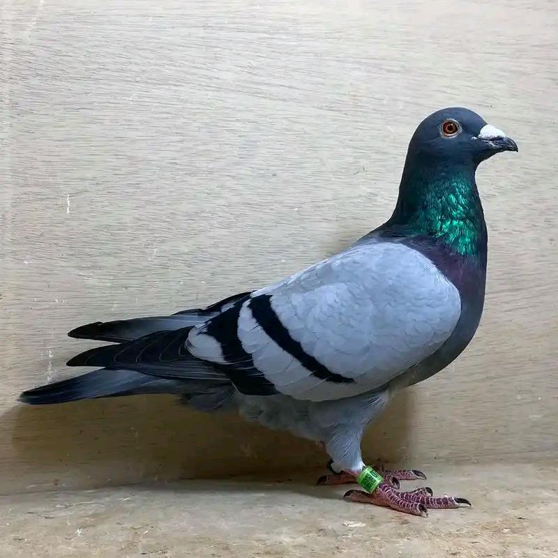 ∴↖∴飞翔头像