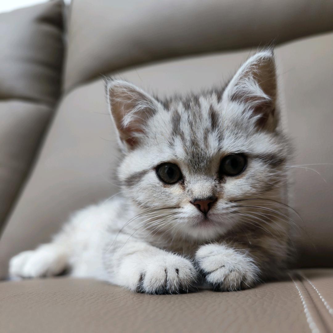 叮咚~布丁来了🐱