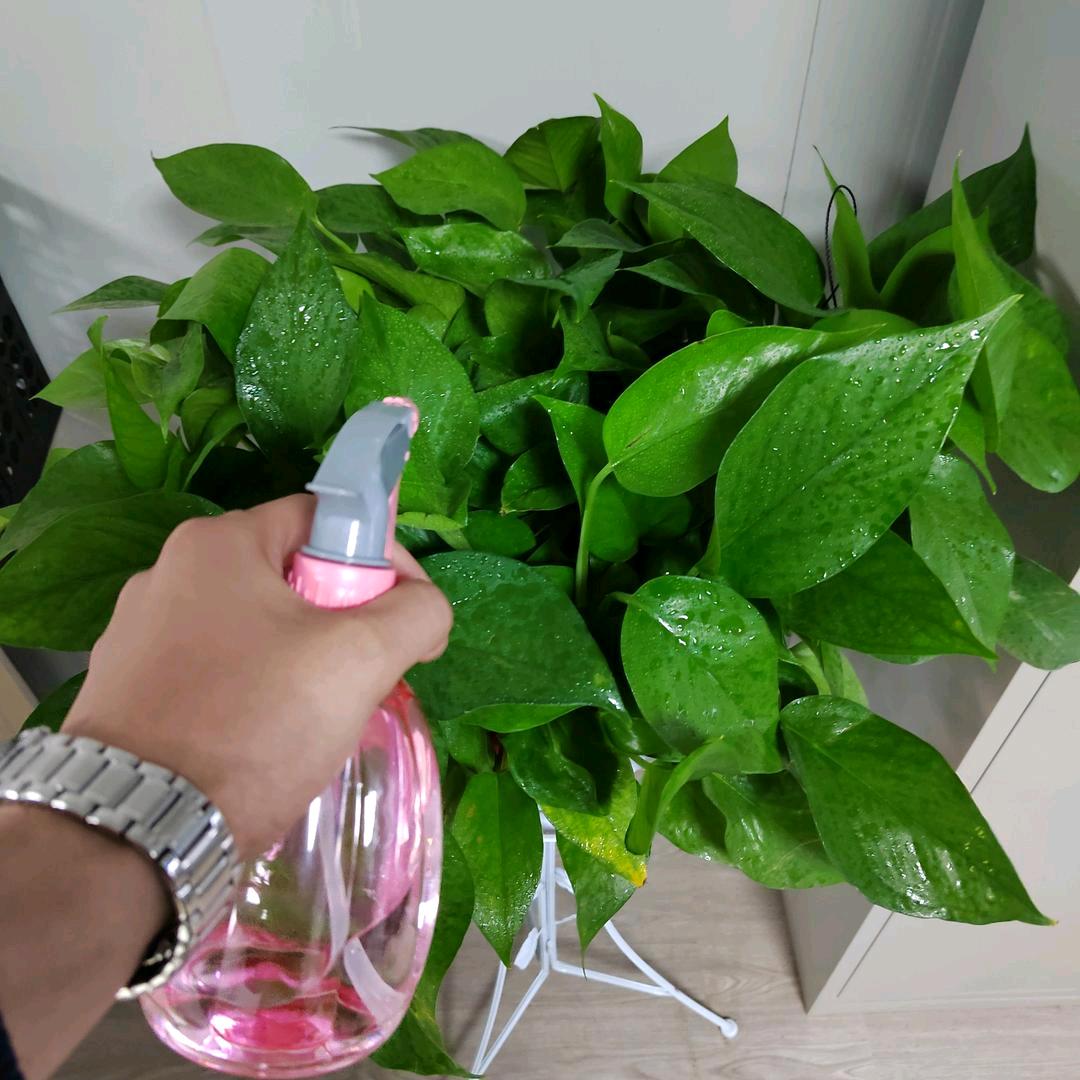 旭日🐉🐎东升