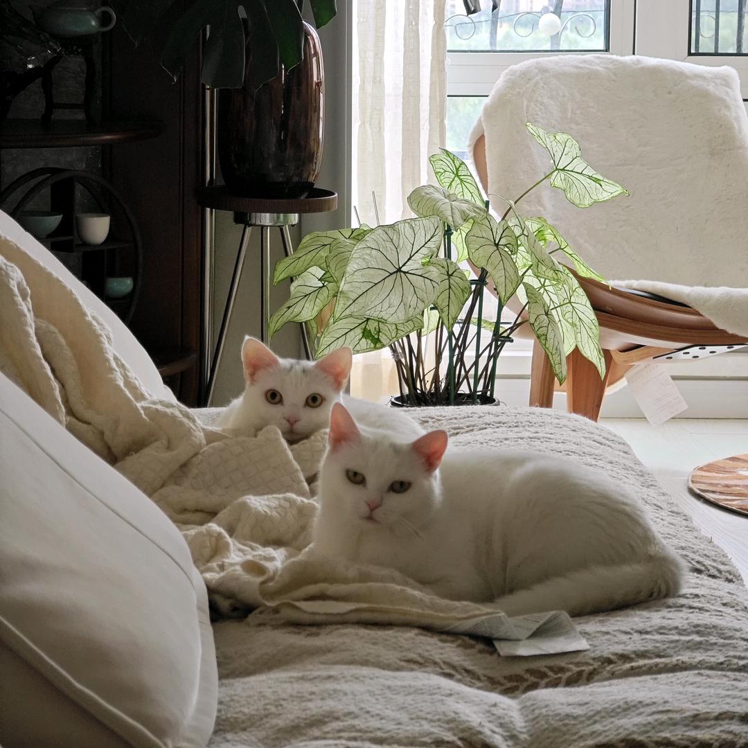 猫猫开饭了