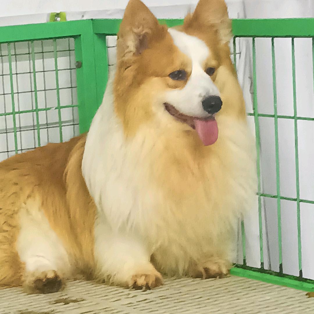 蓝宝柯基犬舍🐾