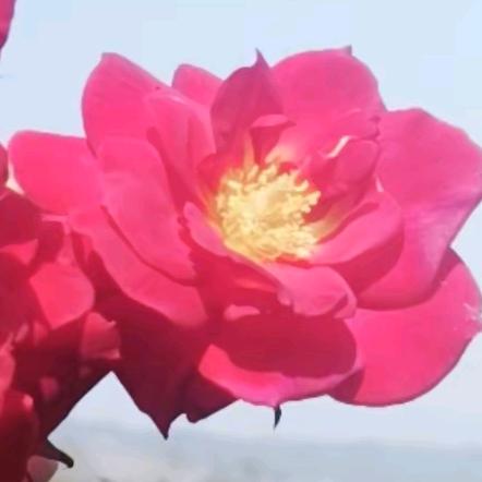 诗㜩🌺🌸（邵）