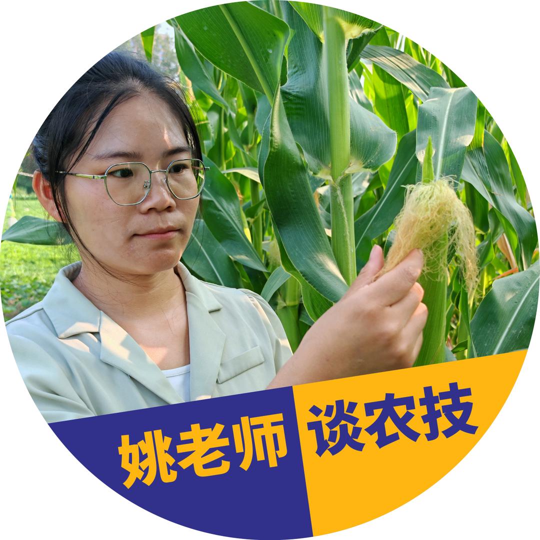 姚妹谈农技