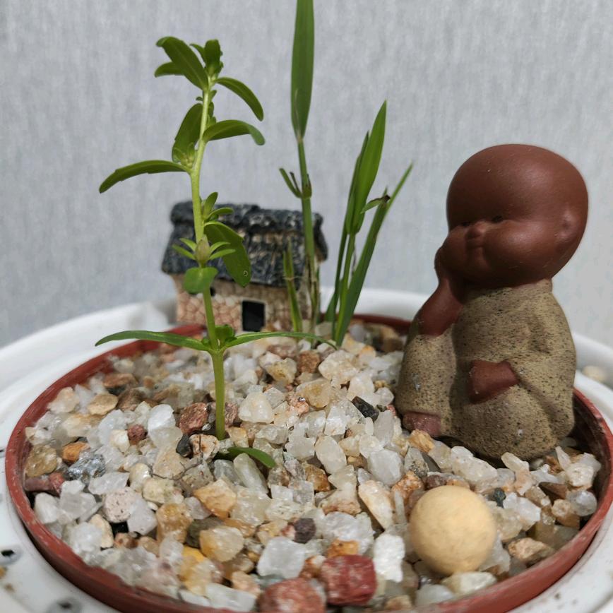 糖果V棒棒