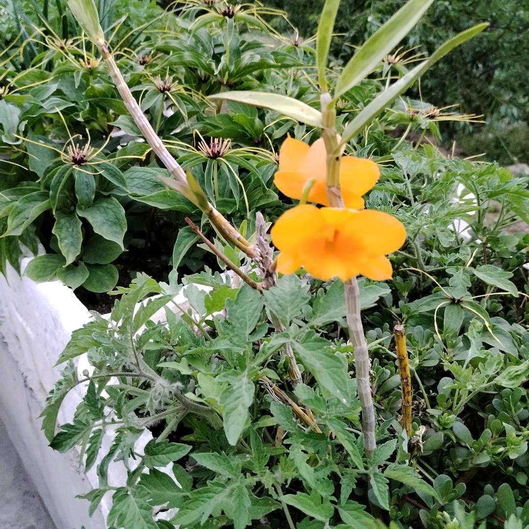 小李哥