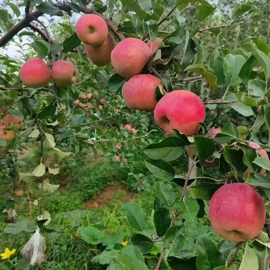 昭通市昭阳区果云水果