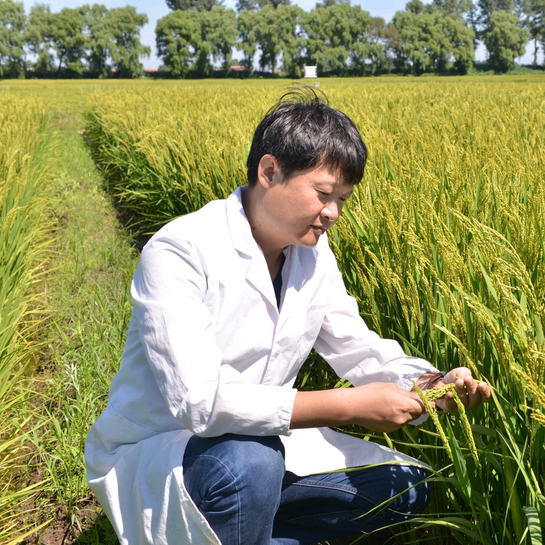 严博士论稻