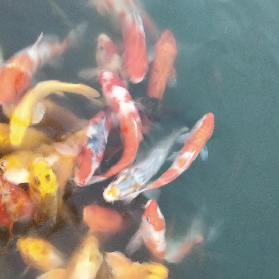 百合香水
