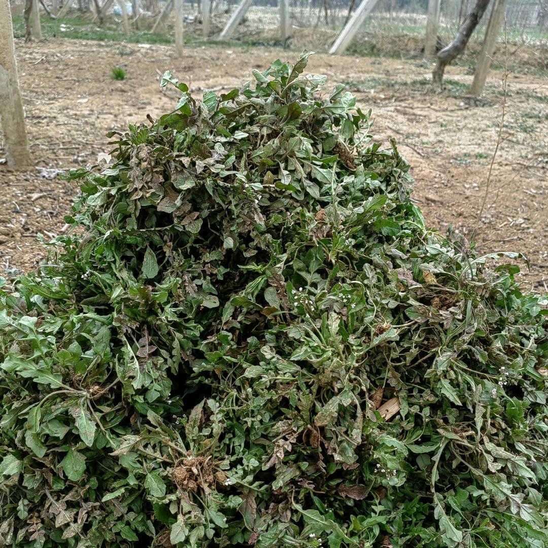 王宝钏不要挖野菜，改放龙虾