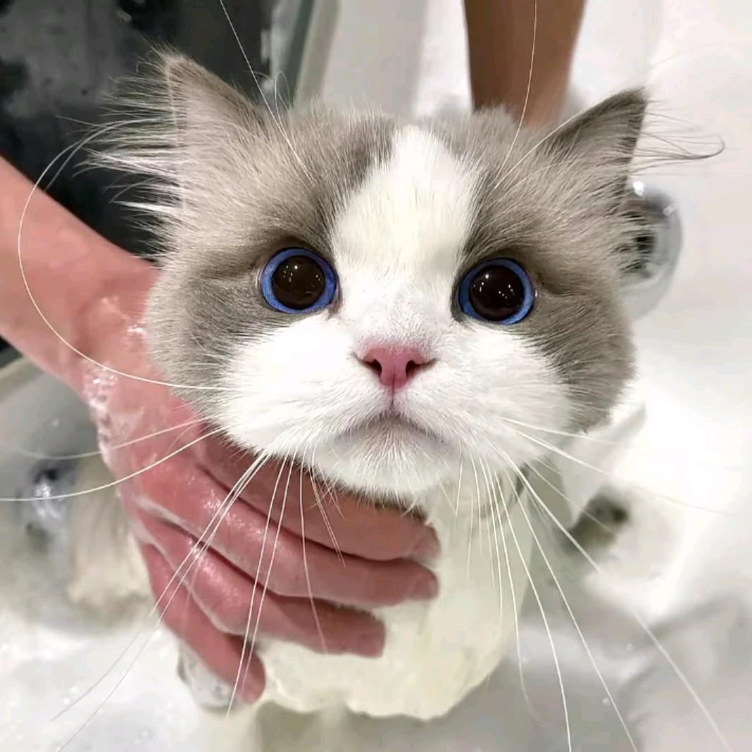 ^圆崽冰糖^ಣ