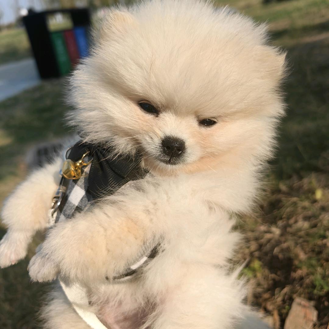 想减肥的小吃货