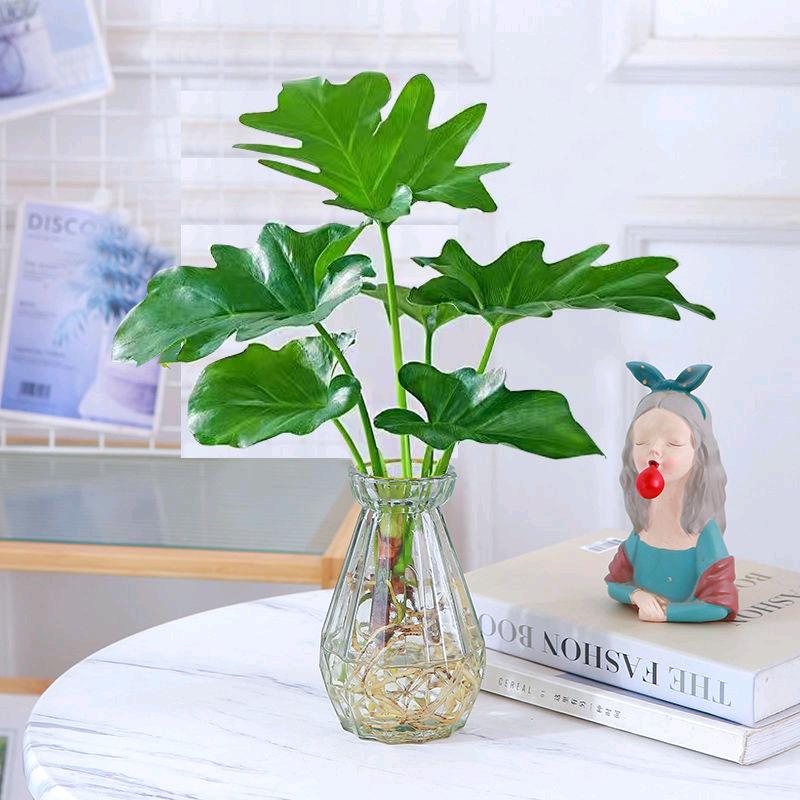 曼花卿杰之潼果树苗木专卖店