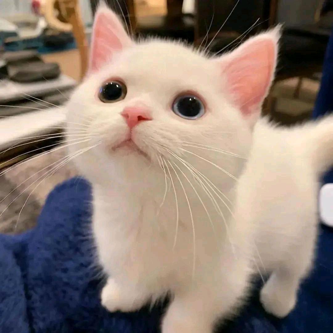 不爱吃饭..