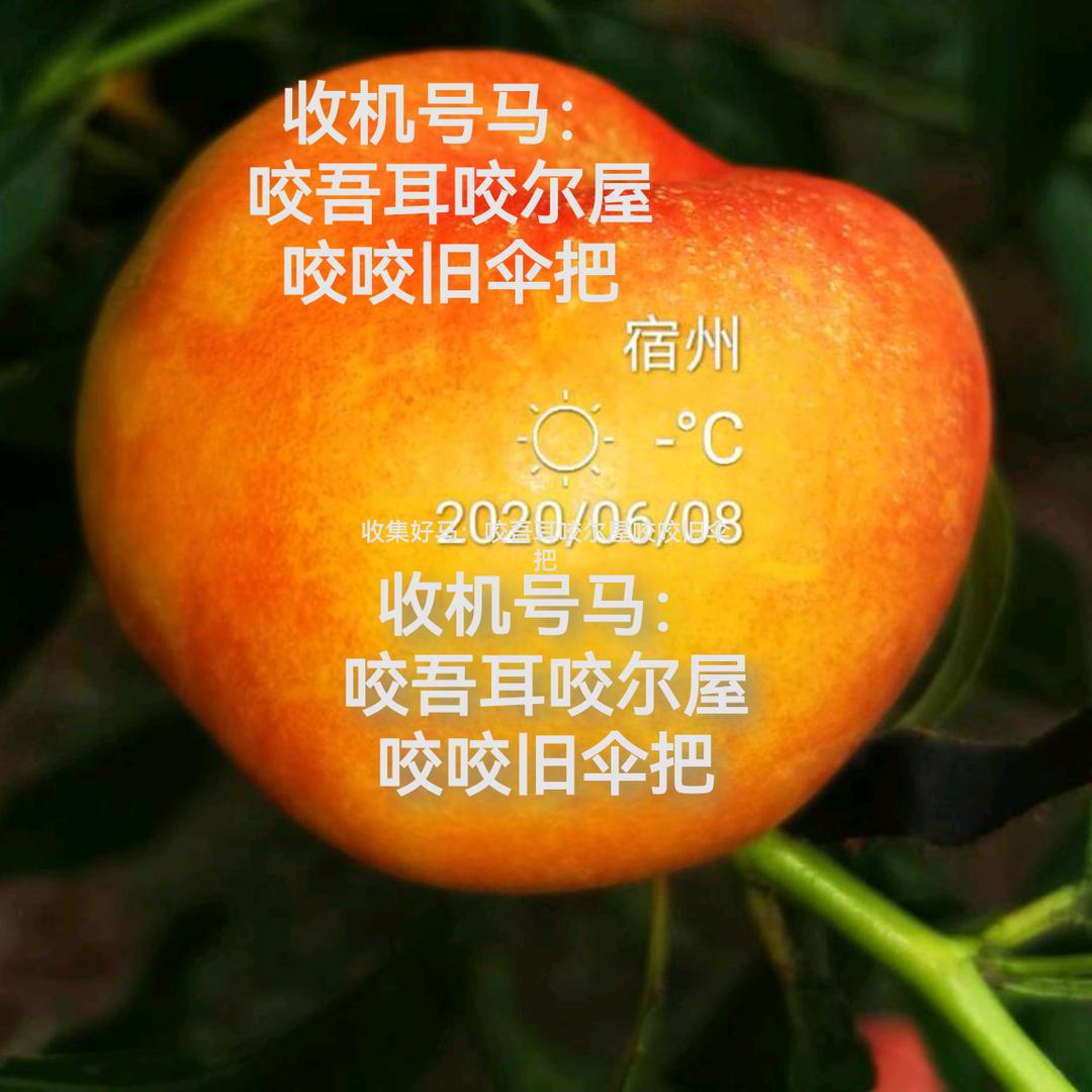 冠 丰苗木 果业