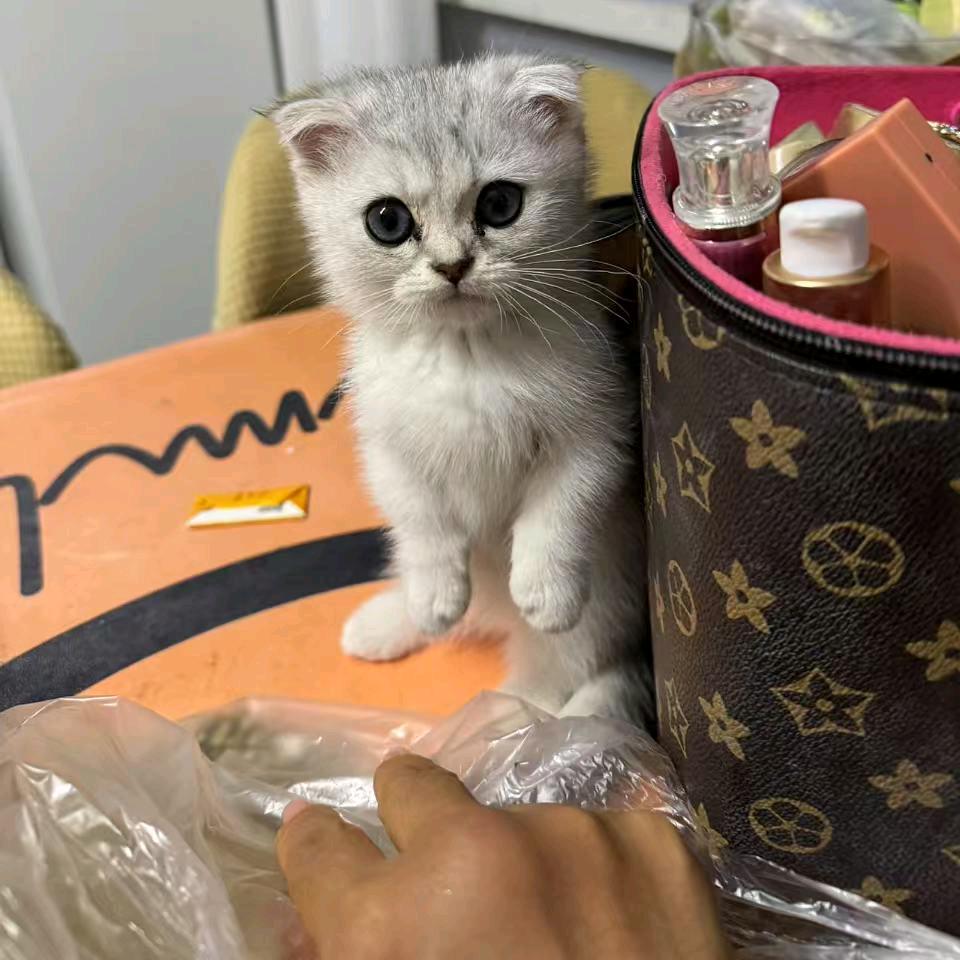 家有矮脚猫