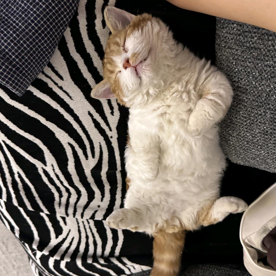 小小的喵子叫丧彪