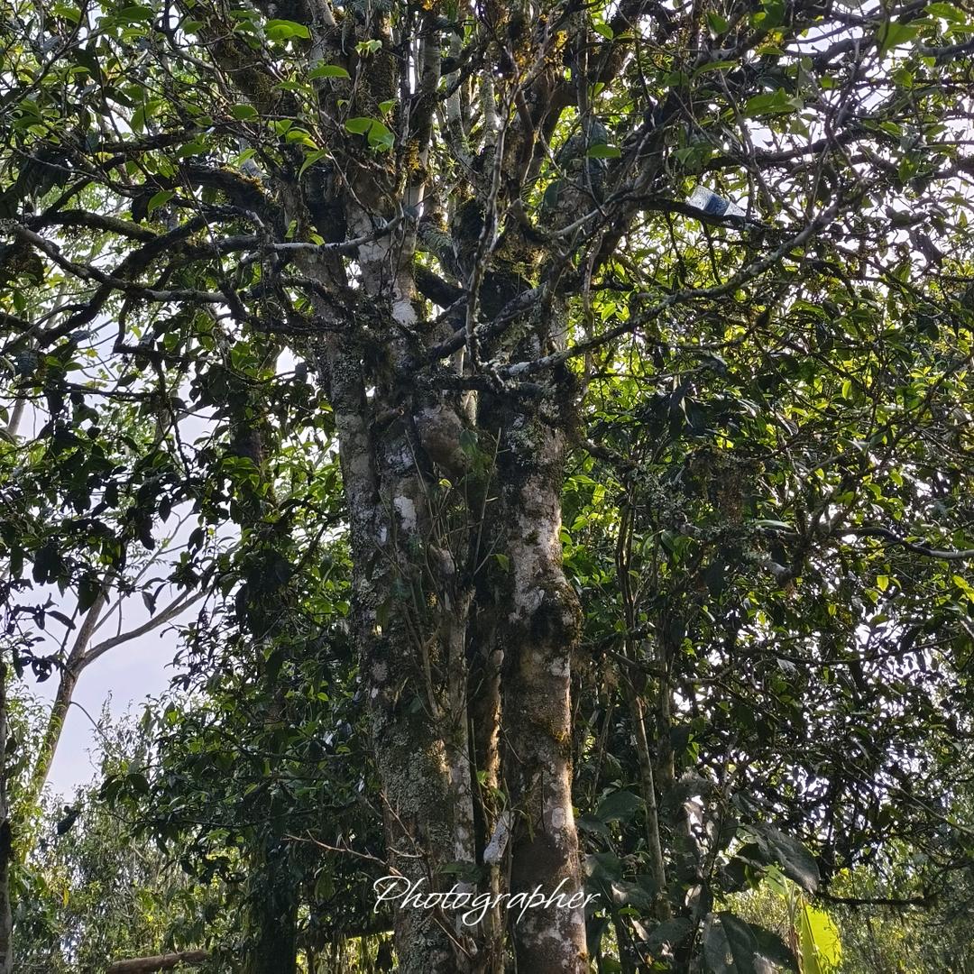 普洱茶之帕沙犀牛塘古树