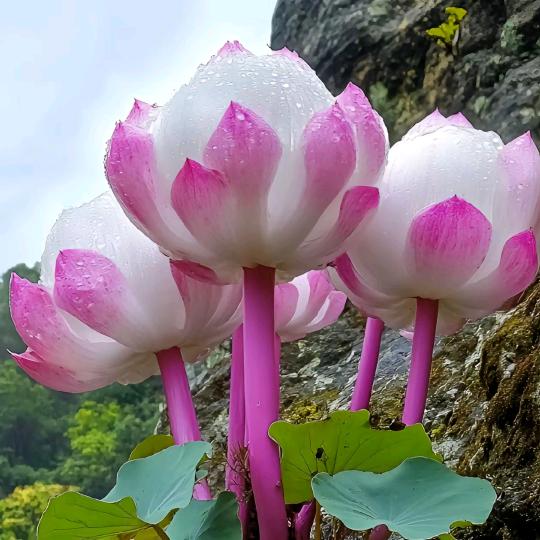 【光明】📷📺📻