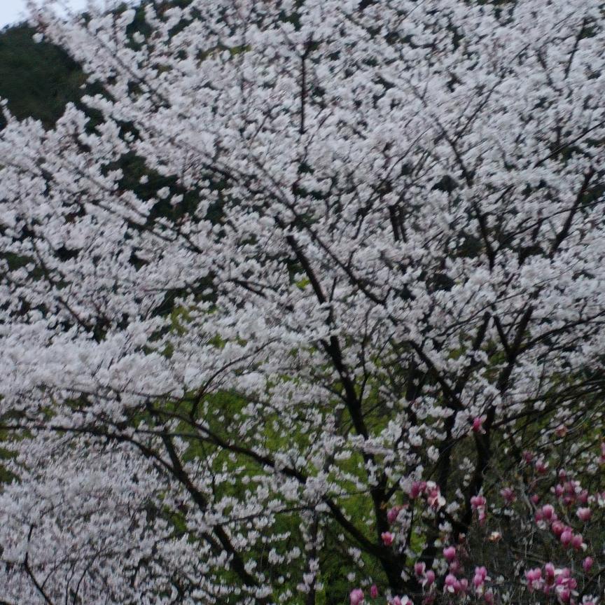 点赞哥