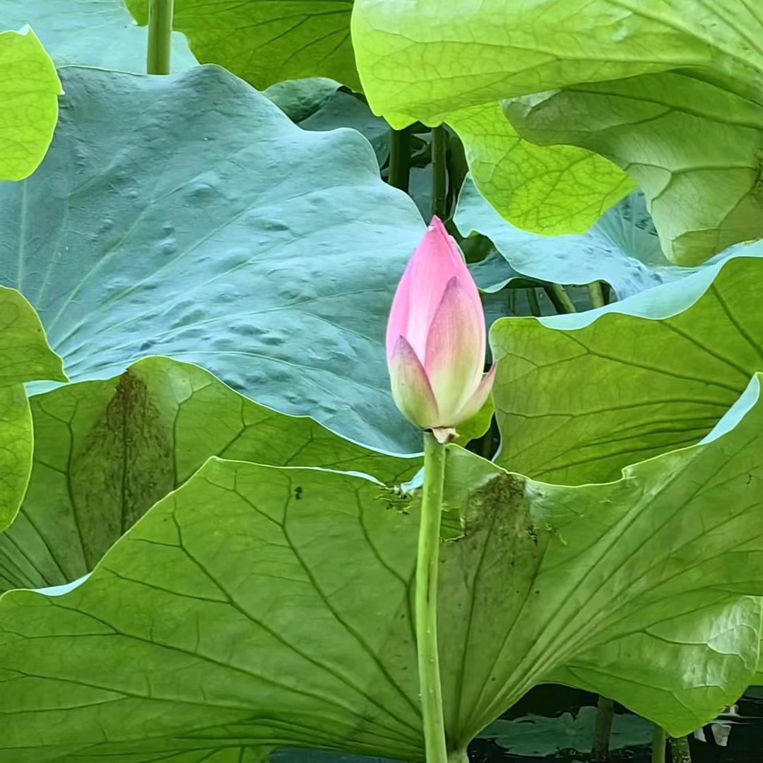 越来越好，来了就好
