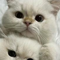 对方还在输入...