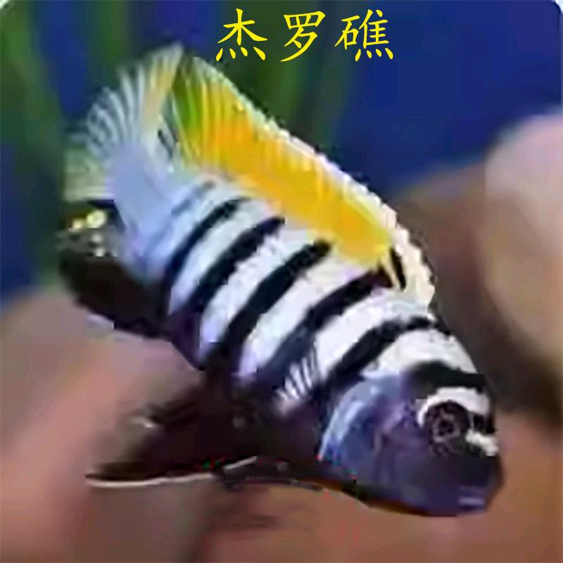 南美瑞祥观赏鱼