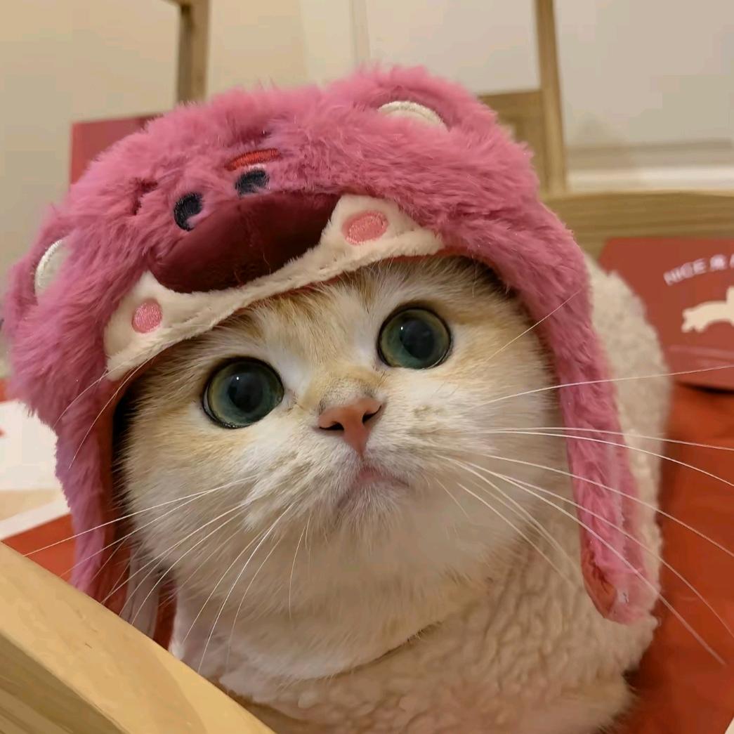 熊版猫屋·豆豆