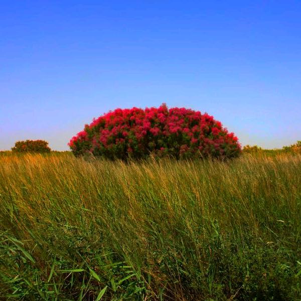 陌上花开别样红