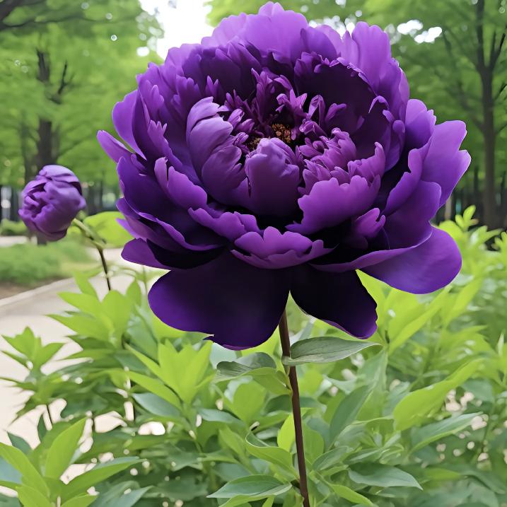 💜💎不语倾城不语花🌸🌺