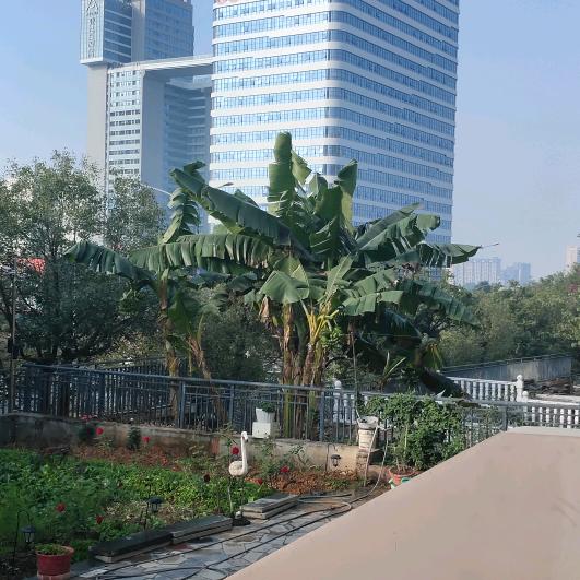 用4575051743210园梦