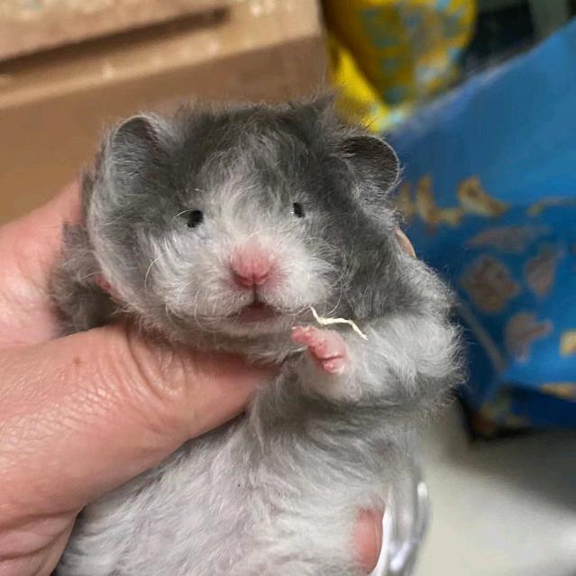 YOYO萌熊（青岛信蓝）